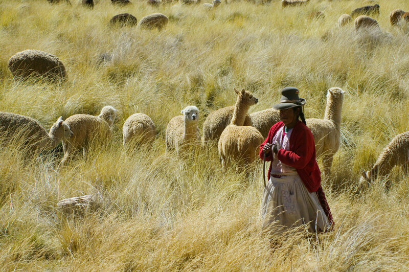 Woman Herding Alpacas