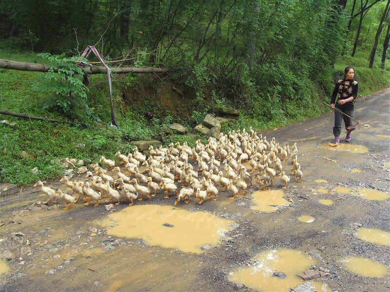 Woman herding ducks on a muddy road