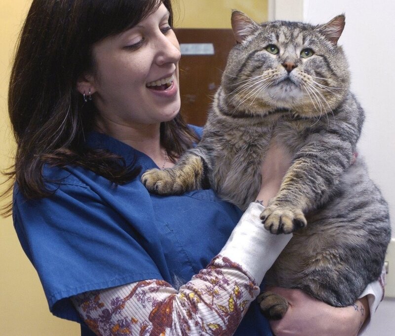 Woman holding a large tabby cat