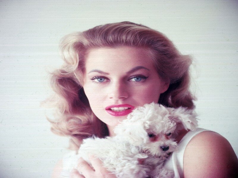 Woman Holding a Puppy — White