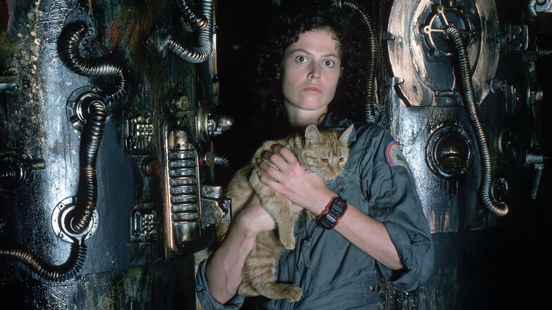 Woman Holding Cat — Black, Tense
