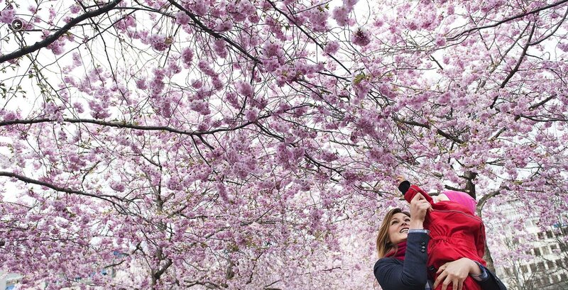 Woman Holding Child under Blossoms
