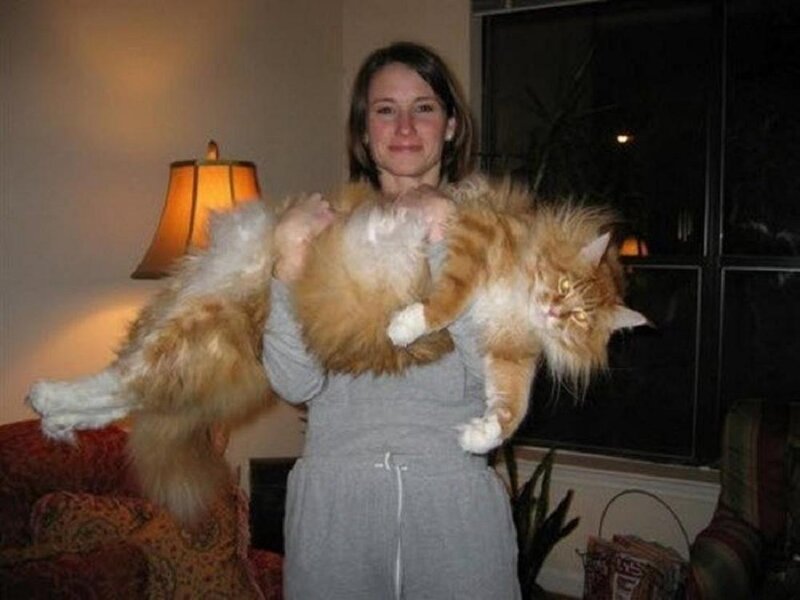 Woman Holding Large Cat