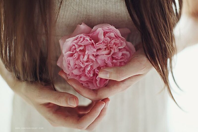 Woman Holding Pink Flower — Serene, Photograph, Hands