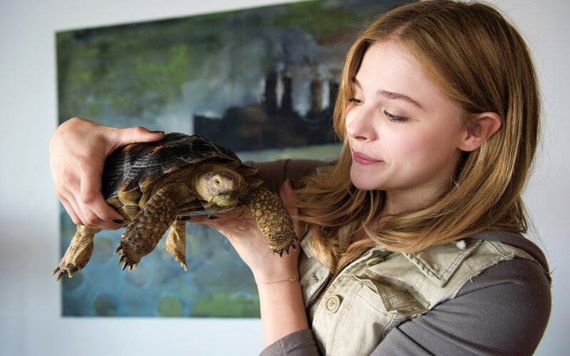 Woman Holding Tortoise — Brown