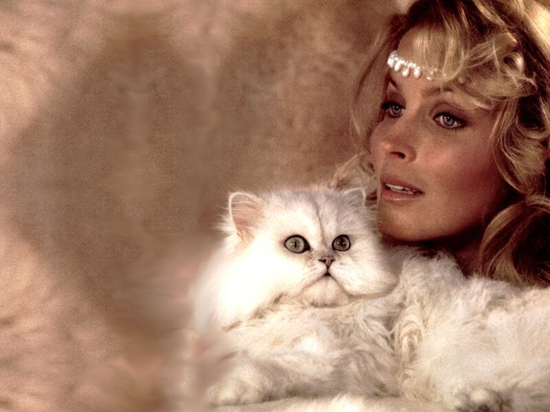 Woman Holding White Cat — Dreamy