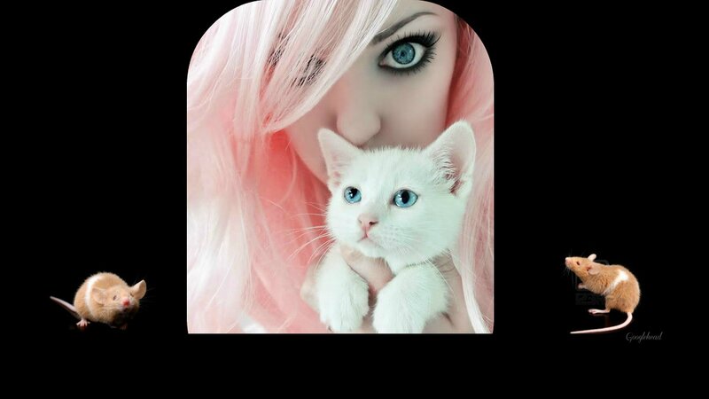 Woman Holding White Kitten