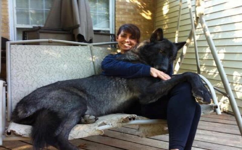 Woman Hugging Large Dog