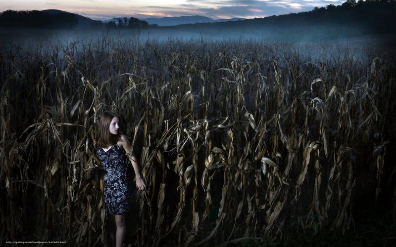 woman in a cornfield at dusk