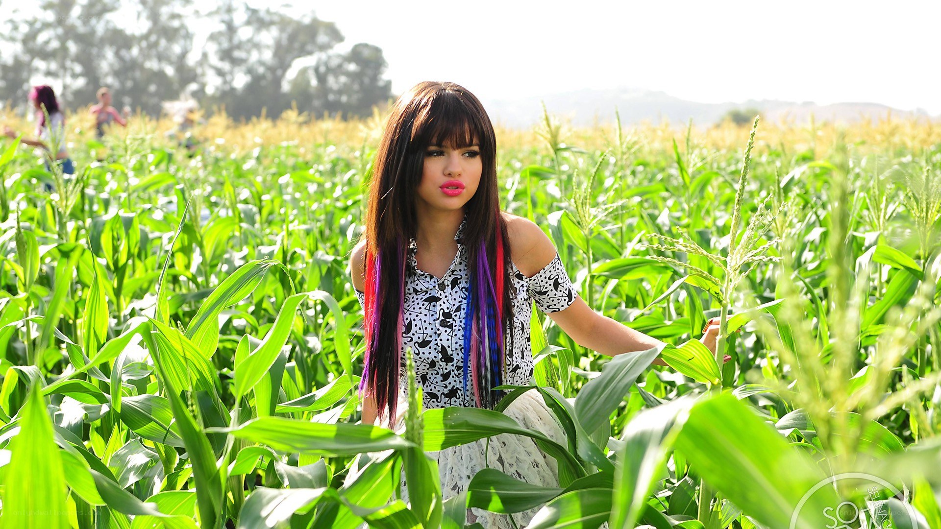 woman in a cornfield
