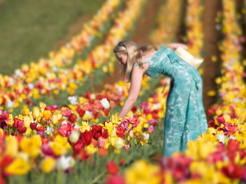 woman in a flower field