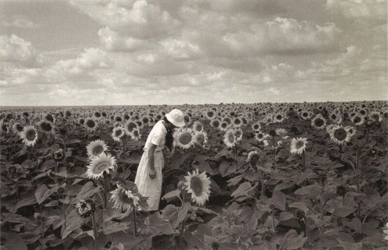 Woman in a sunflower field
