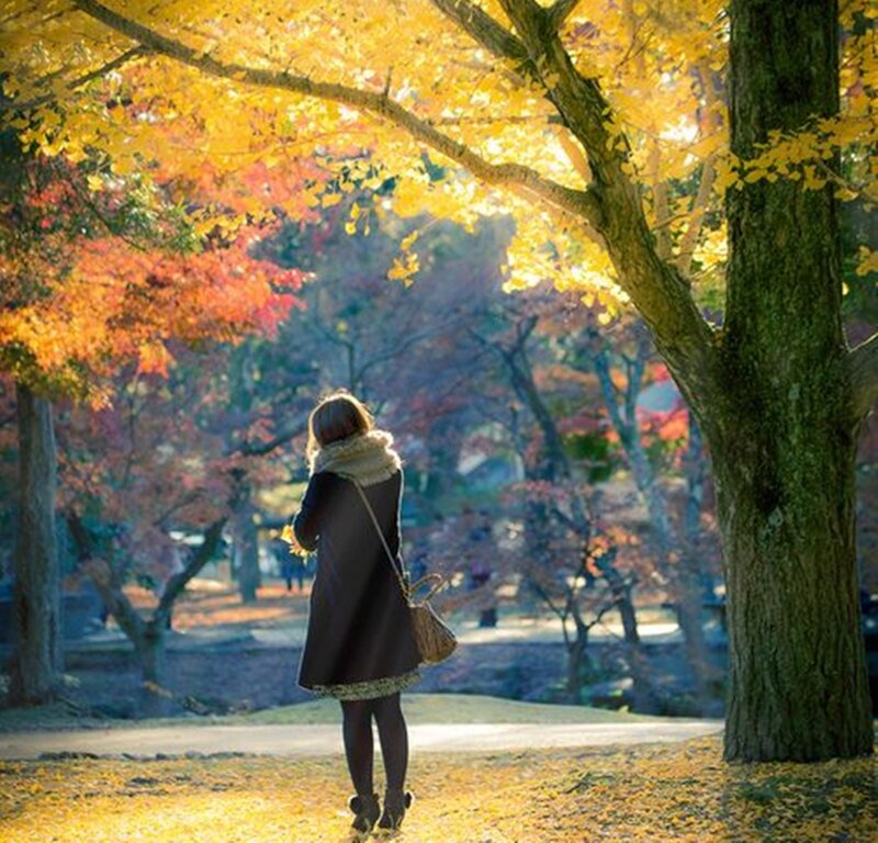Woman in Autumn Park — Yellow, Serene, Photograph, Tree