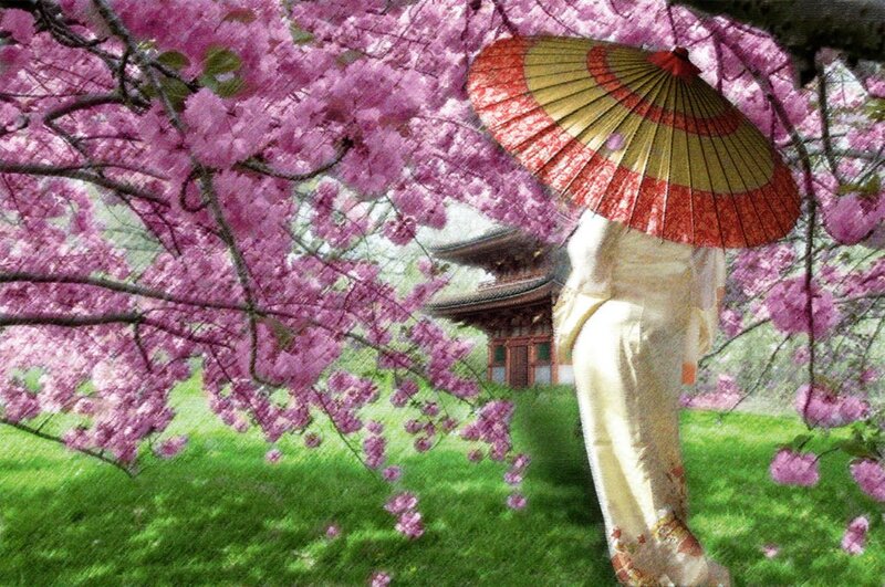Woman in Kimono under Cherry Blossoms — Pink