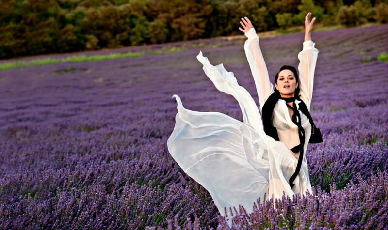 Woman in Lavender Field — Purple, Dramatic, Sunset