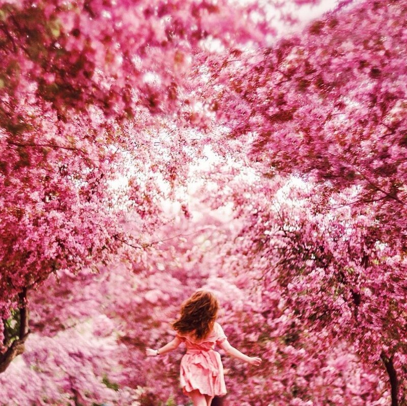 Woman in Pink Dress — Serene, Spring, Photograph, Cherry Blossoms, Trees