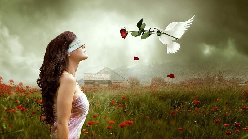 woman in poppy field with dove