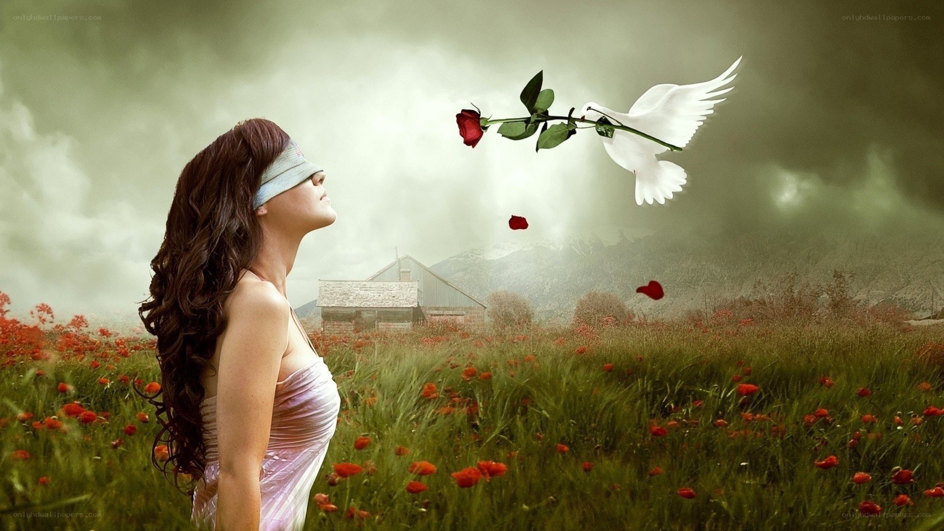 woman in poppy field with dove