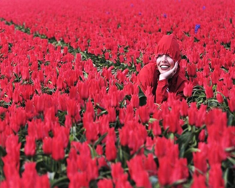 woman in red tulip field
