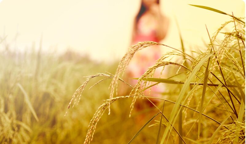 woman in rice field