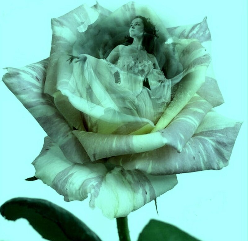 Woman in Rose