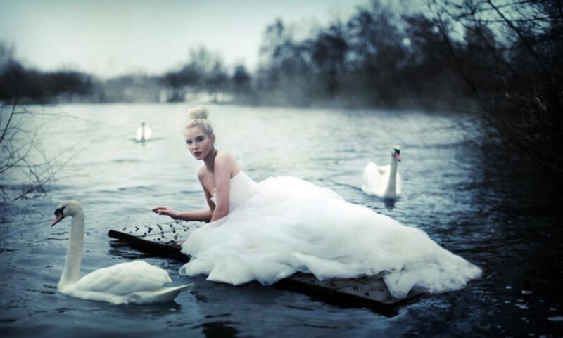 Woman in Wedding Dress — White, Dramatic, Photograph, Swans