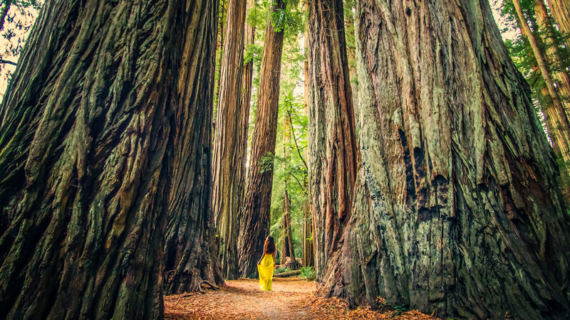 Woman in Yellow Dress — Serene, Afternoon, Photograph, Redwood Trees