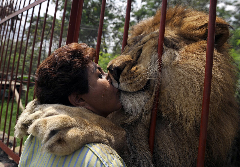 Woman Kissing Lion — Brown