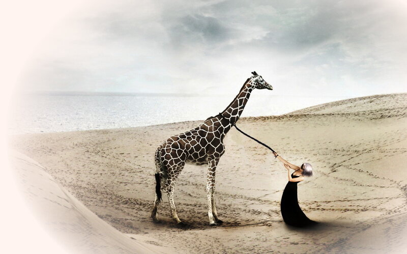 Woman Leading Giraffe
