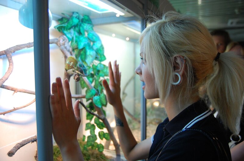 Woman observing chameleon in terrarium
