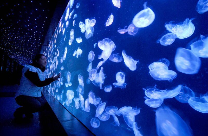 Woman observing jellyfish exhibit