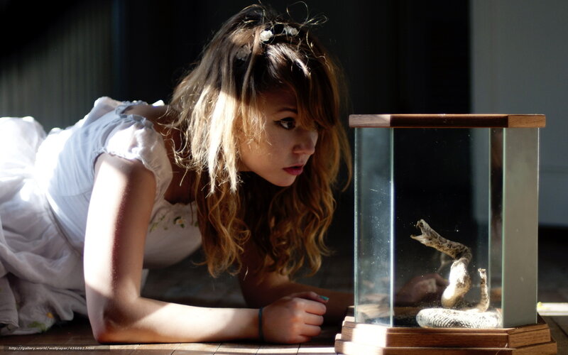 woman observing snake in terrarium