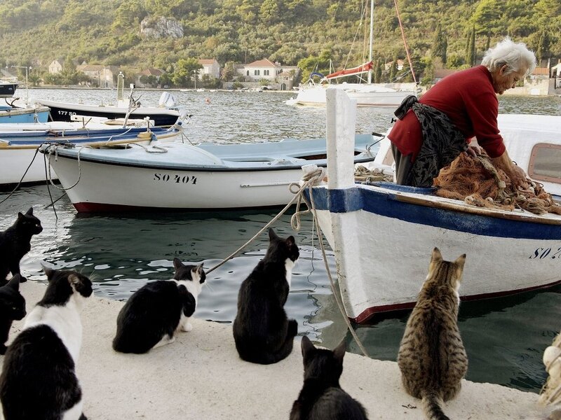 Woman on a Boat with Cats
