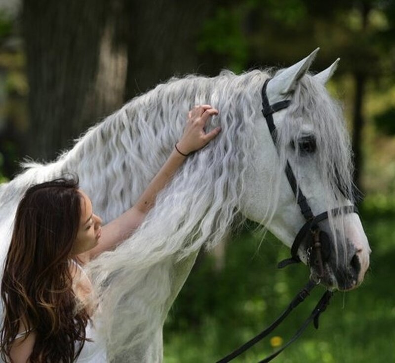 Woman Petting White Horse