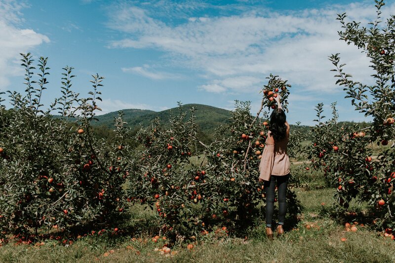 Woman picking apples in orchard