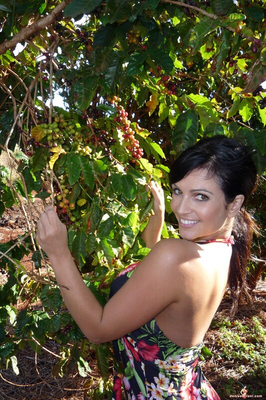 woman picking coffee beans