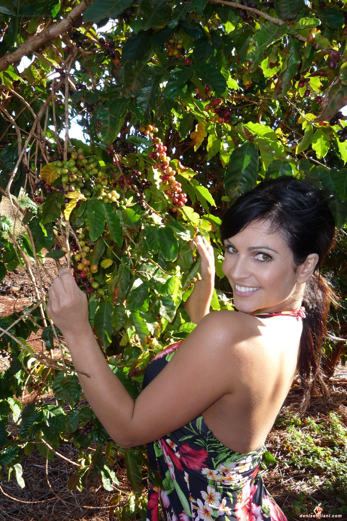 woman picking coffee beans