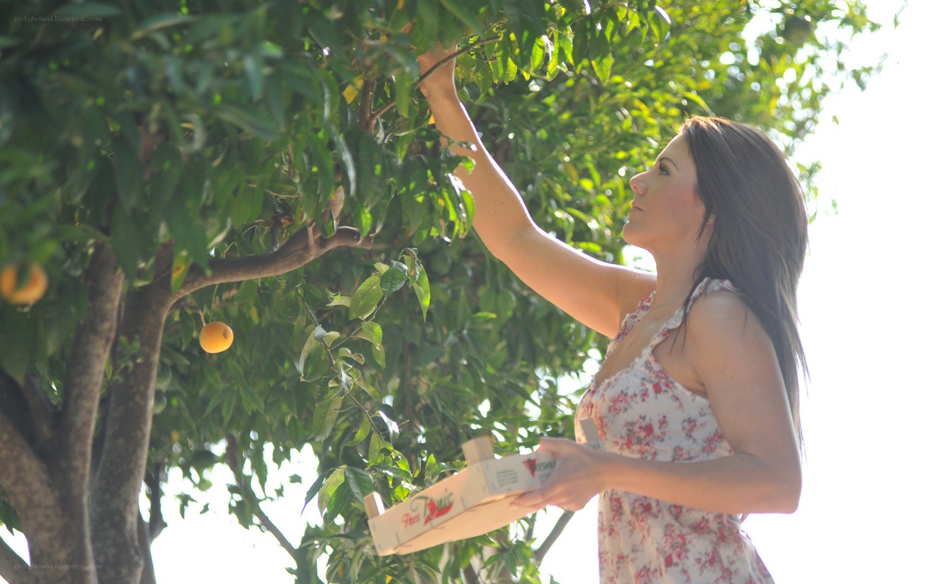 woman picking fruit from tree