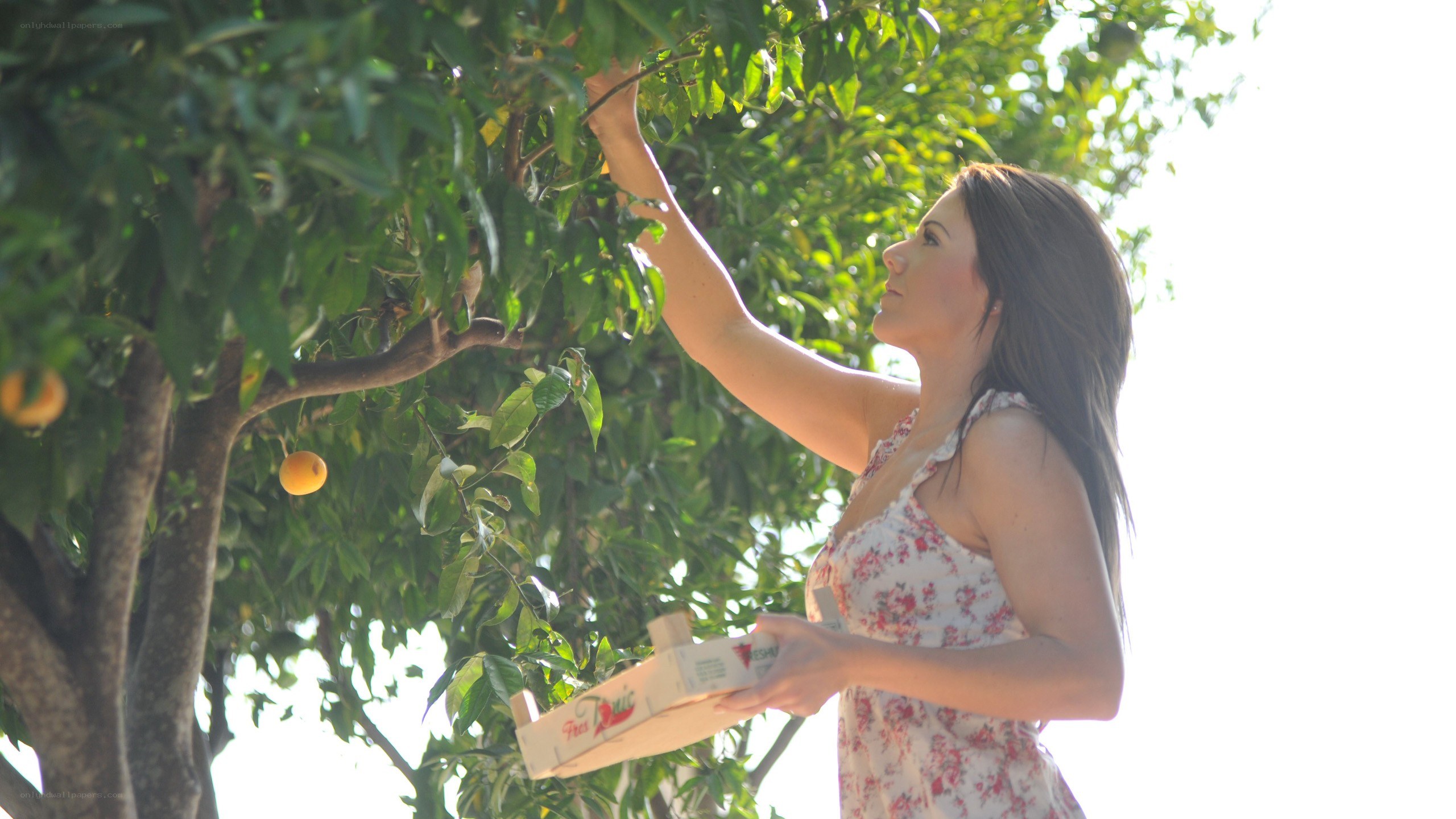 woman picking fruit from tree