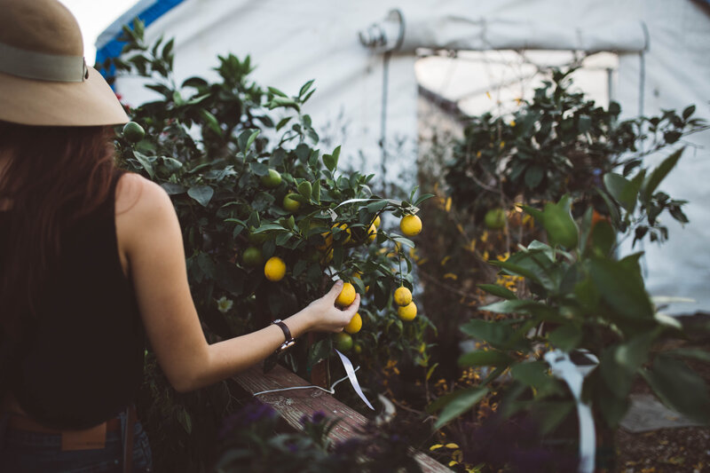 woman picking lemons in greenhouse