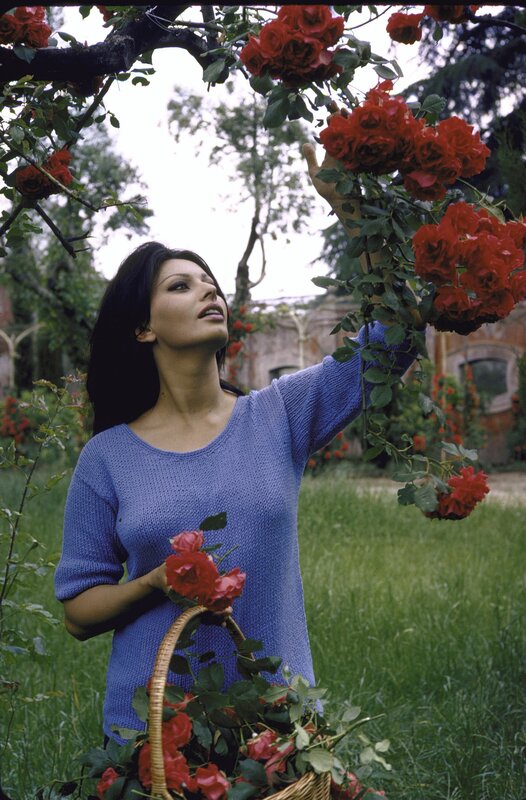 Woman picking roses in garden