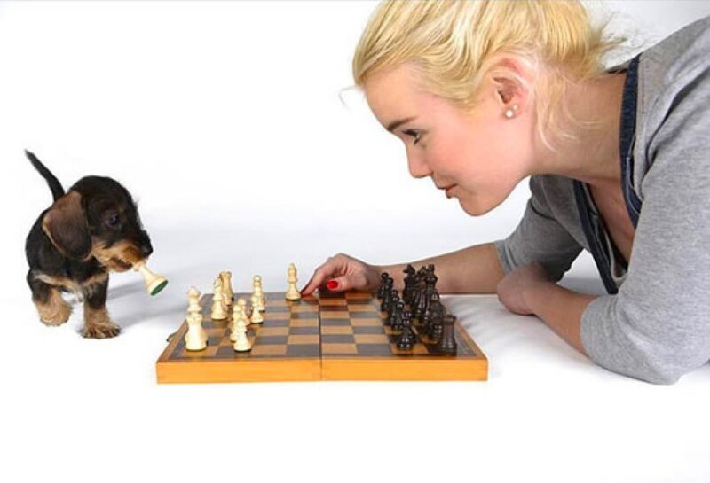 Woman playing chess with a puppy