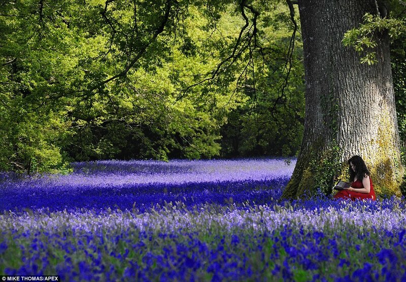 Woman Reading in Bluebells
