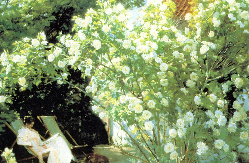 Woman reading under white roses