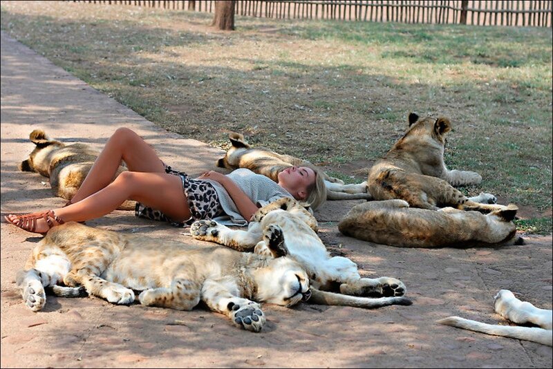 Woman resting with lion cubs
