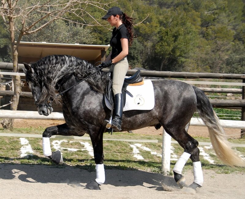 woman riding a black horse