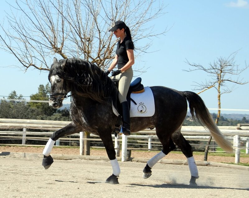 woman riding a black horse