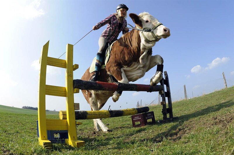 Woman Riding a Cow