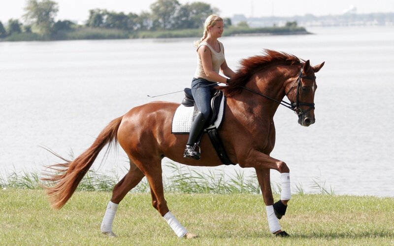 Woman Riding a Horse — Brown, Calm, Afternoon, Photograph, Saddle, Water