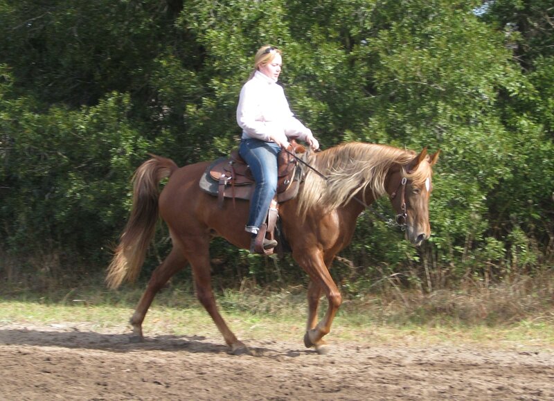 Woman Riding a Horse — Brown, Calm, Afternoon